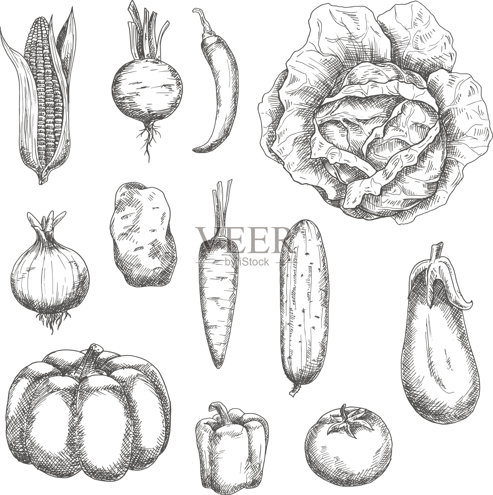 田园蔬菜的复古草图插画图片素材