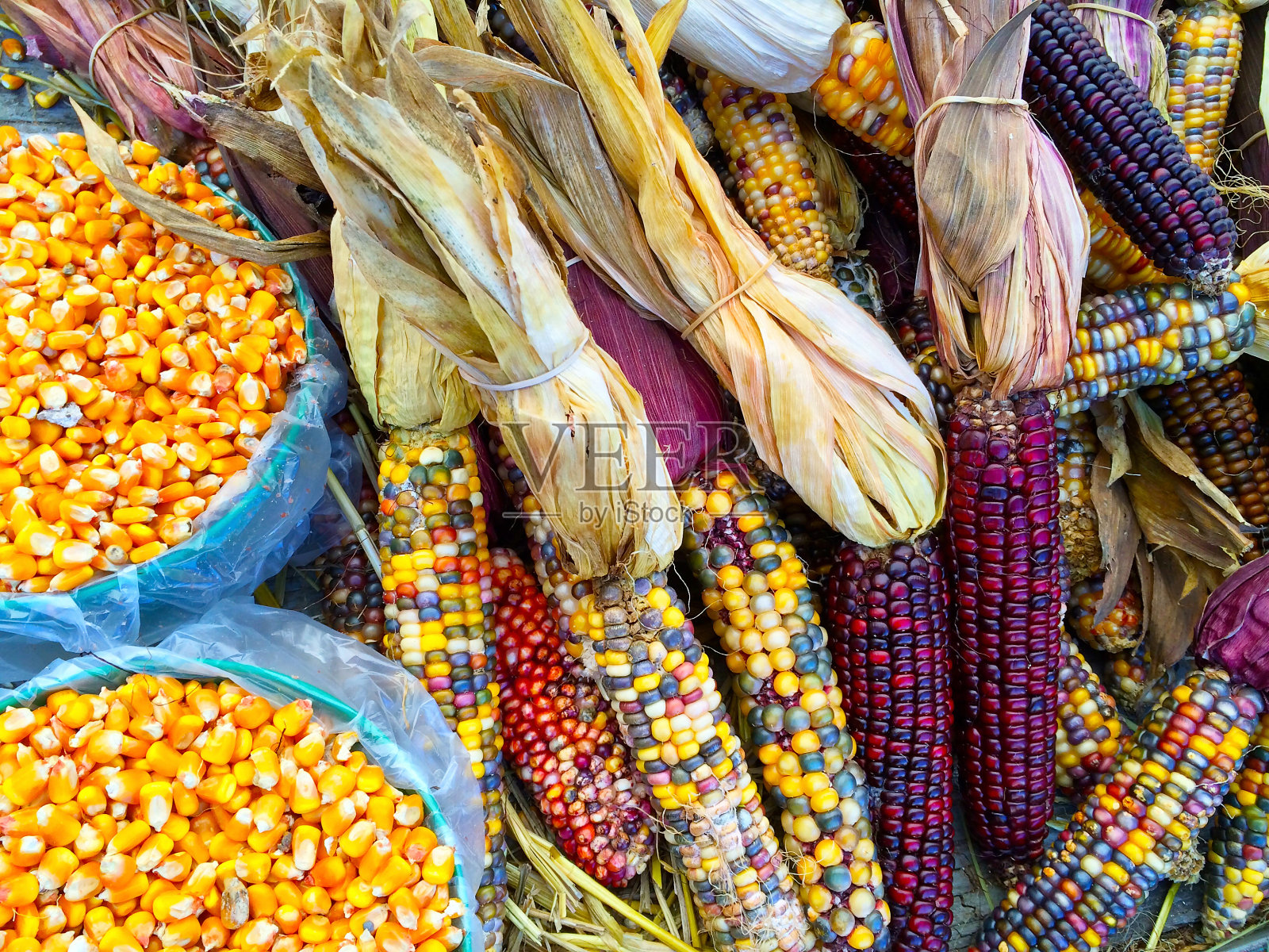 彩色玉米品种照片摄影图片