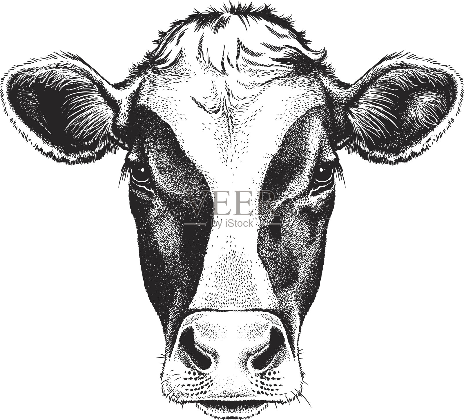 牛的脸插画图片素材