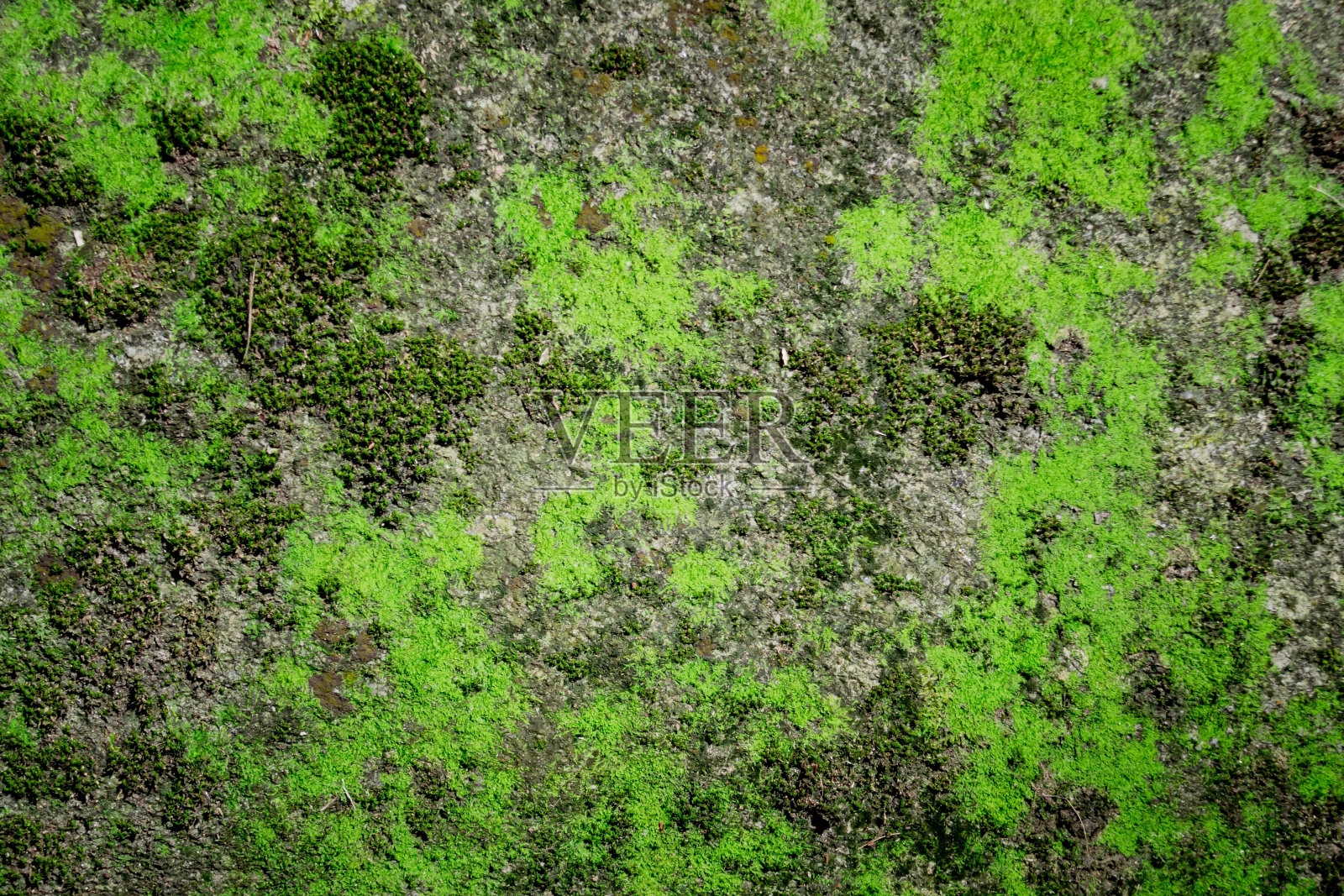 绿色苔藓纹理，自然背景。照片摄影图片