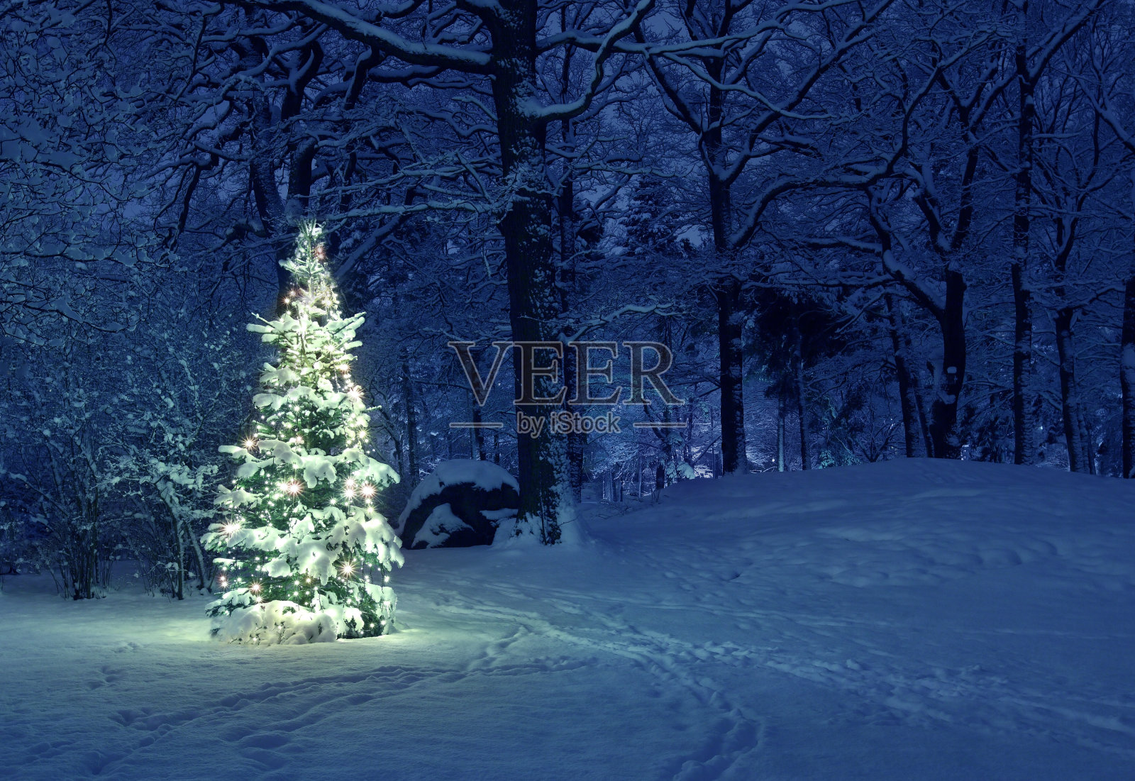 雪中的圣诞树照片摄影图片