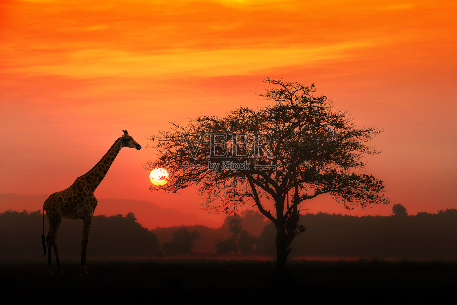 日出时分的非洲长颈鹿照片摄影图片