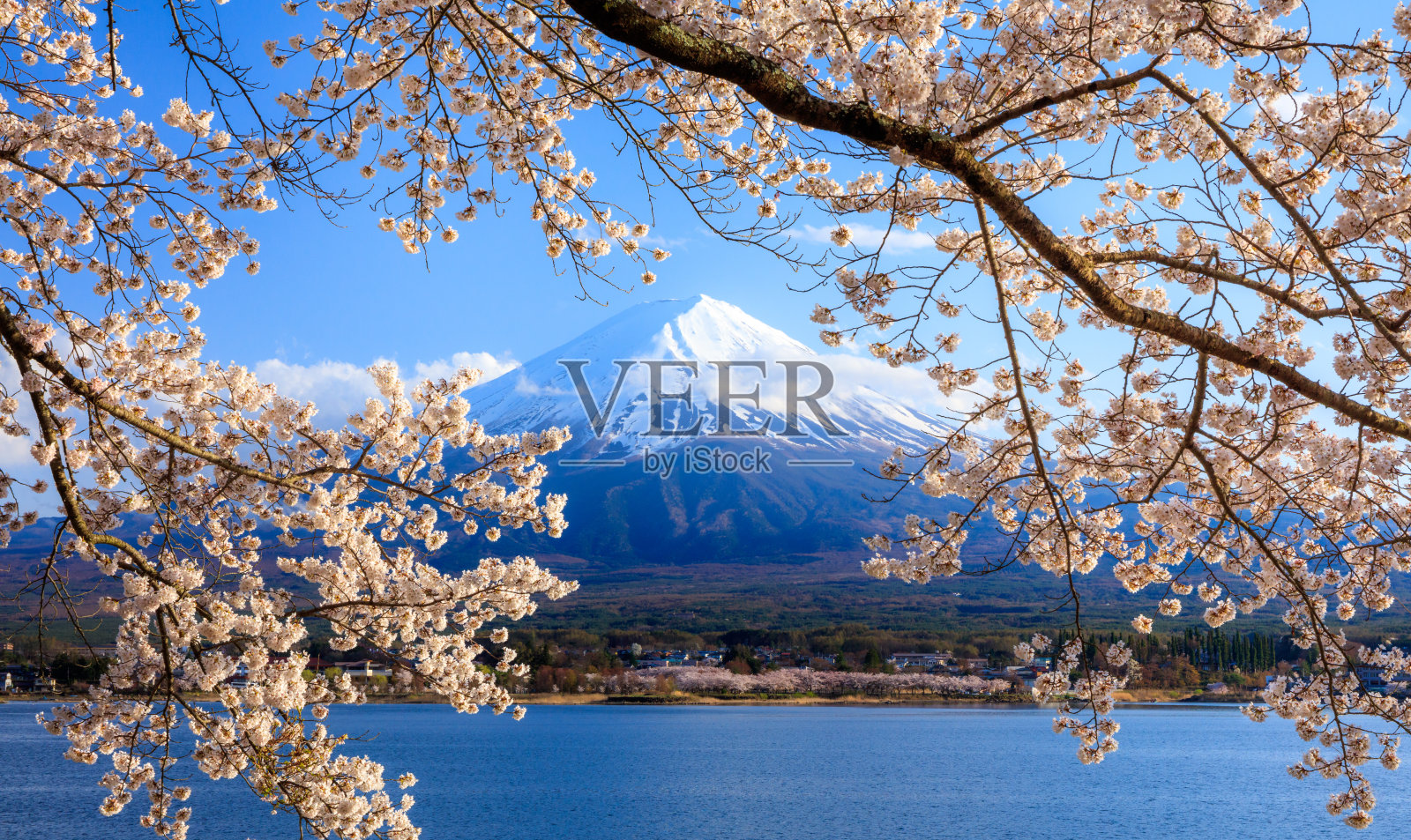 日本，富士山和川口町湖上的樱花照片摄影图片