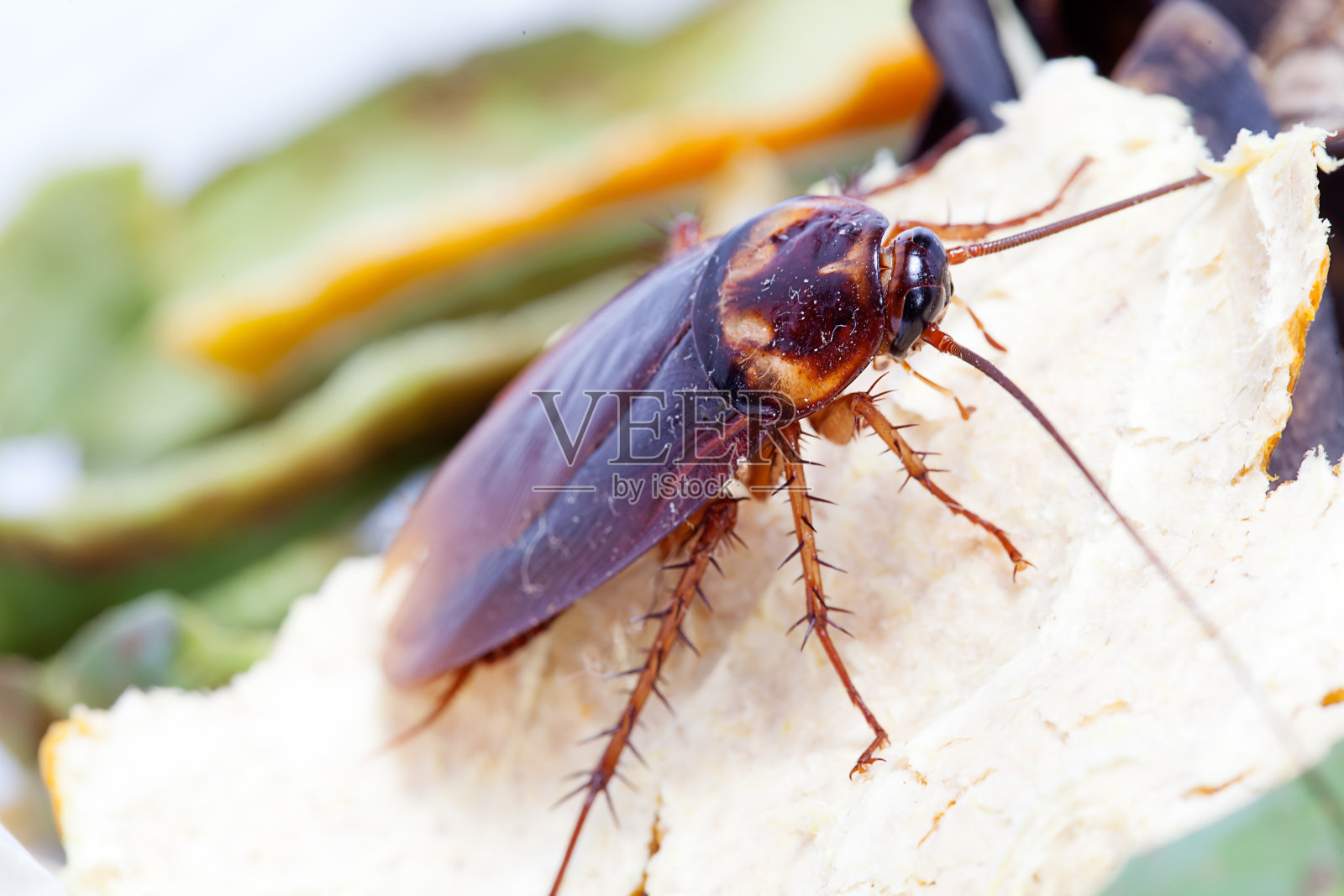 死蟑螂孤立在白色背景上照片摄影图片