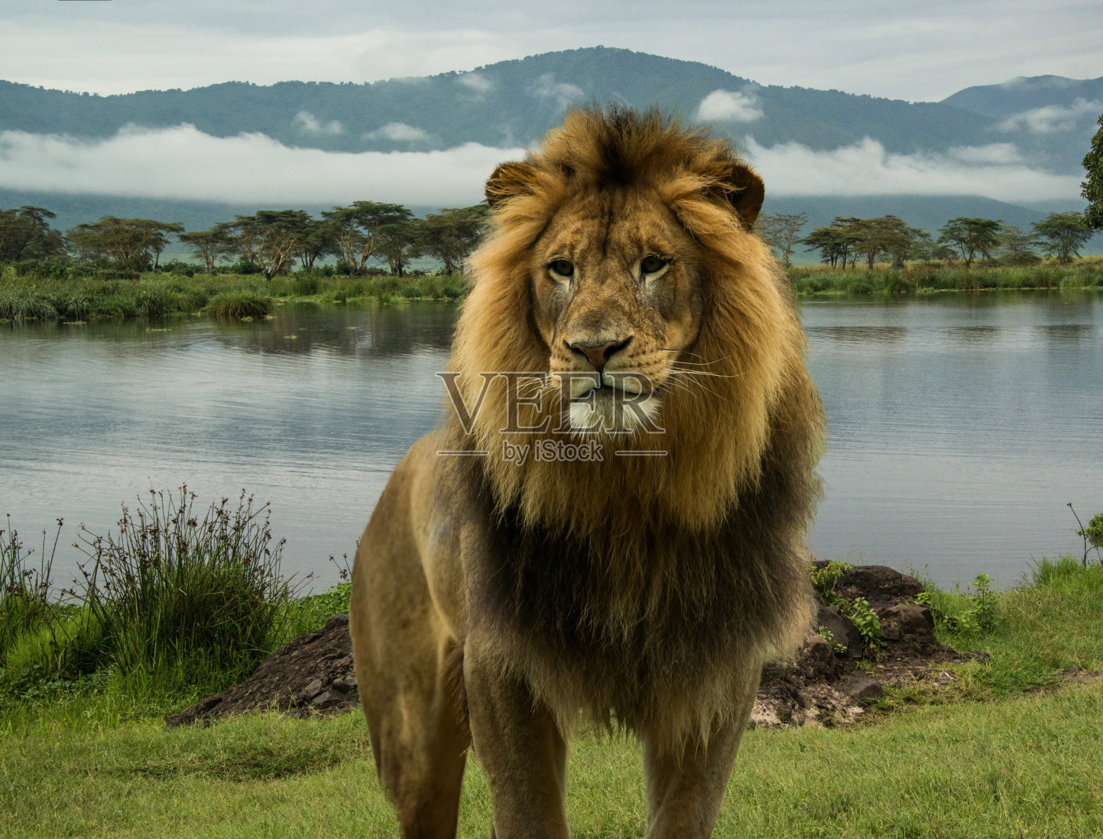 塞伦盖蒂湖上的非洲狮照片摄影图片