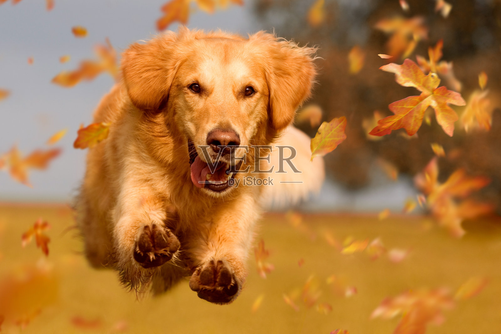 狗，金毛猎犬在秋叶间跳跃照片摄影图片