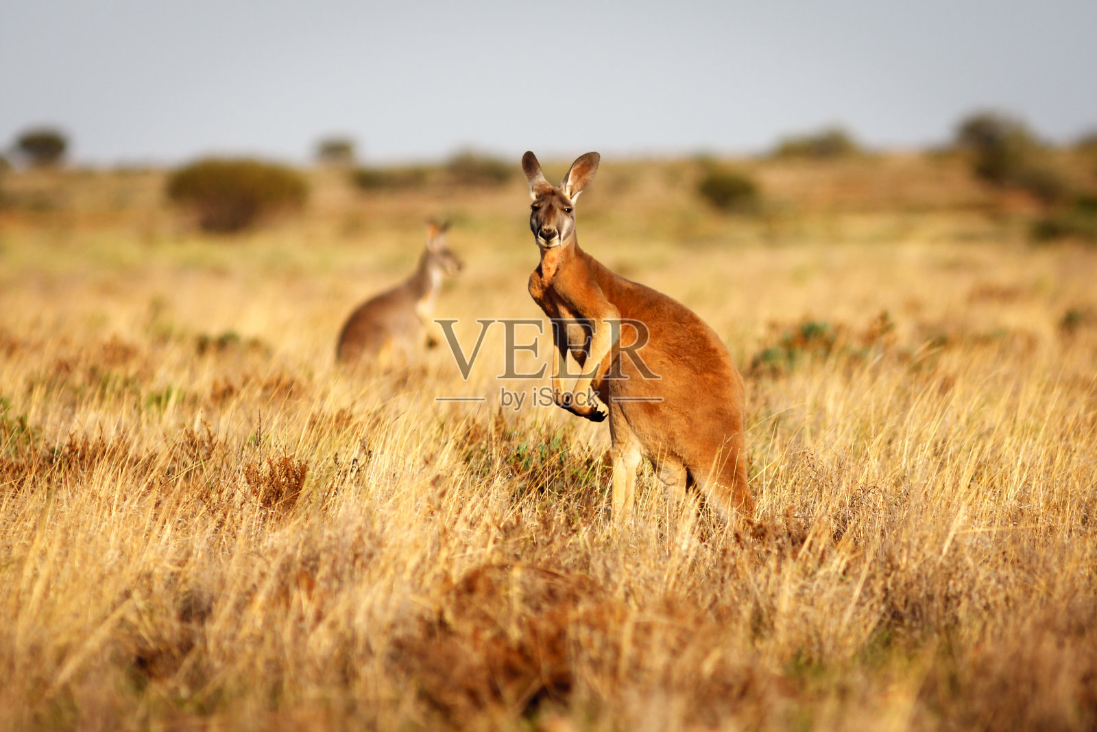 澳大利亚内陆草原上的红袋鼠照片摄影图片