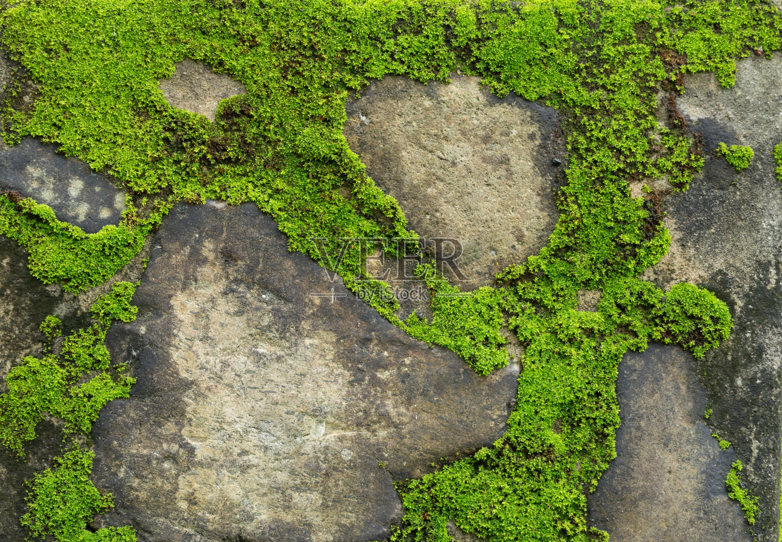 岩石上的绿色苔藓照片摄影图片