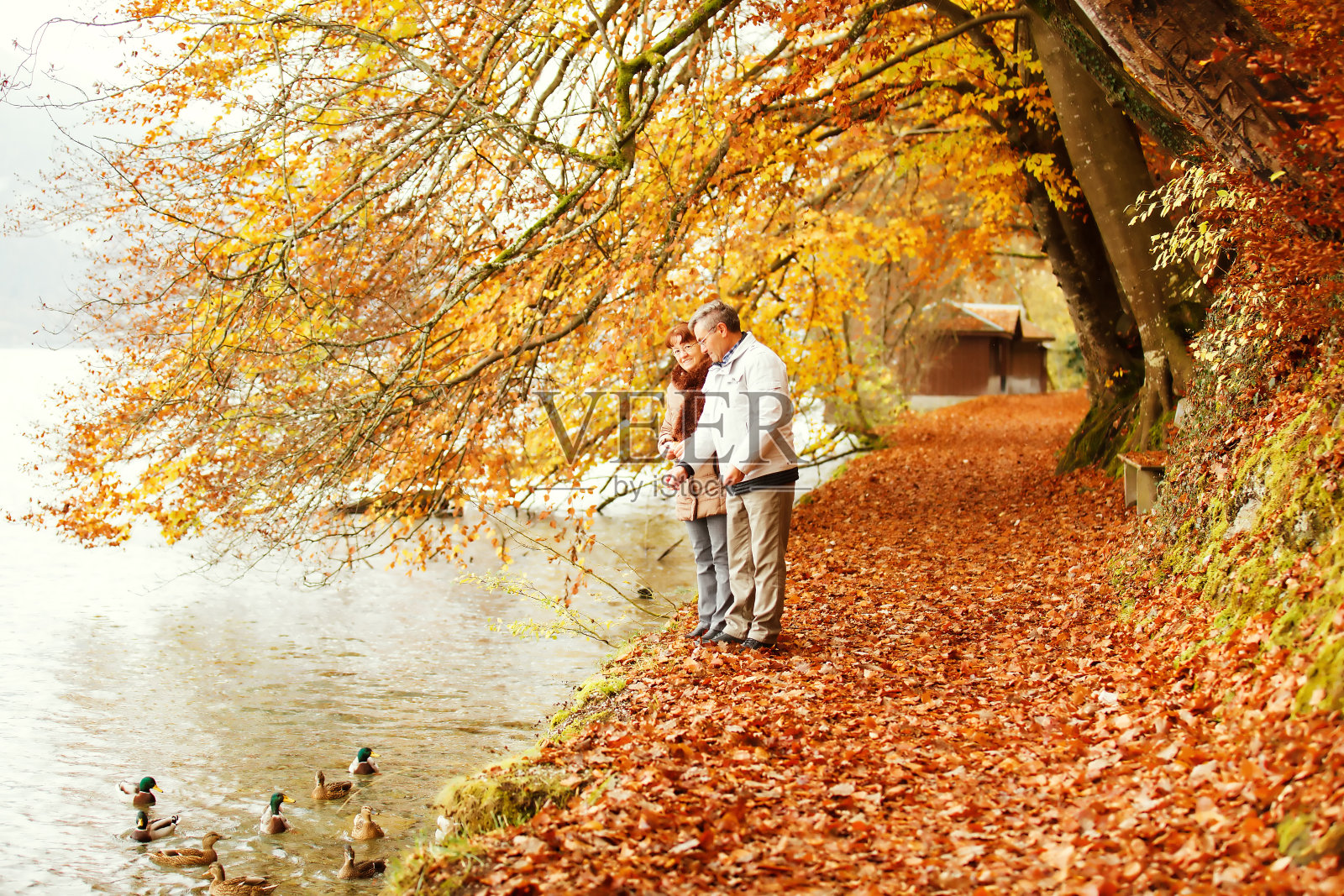 小瑞士村的秋天，斯皮兹。高级的夫妇。照片摄影图片
