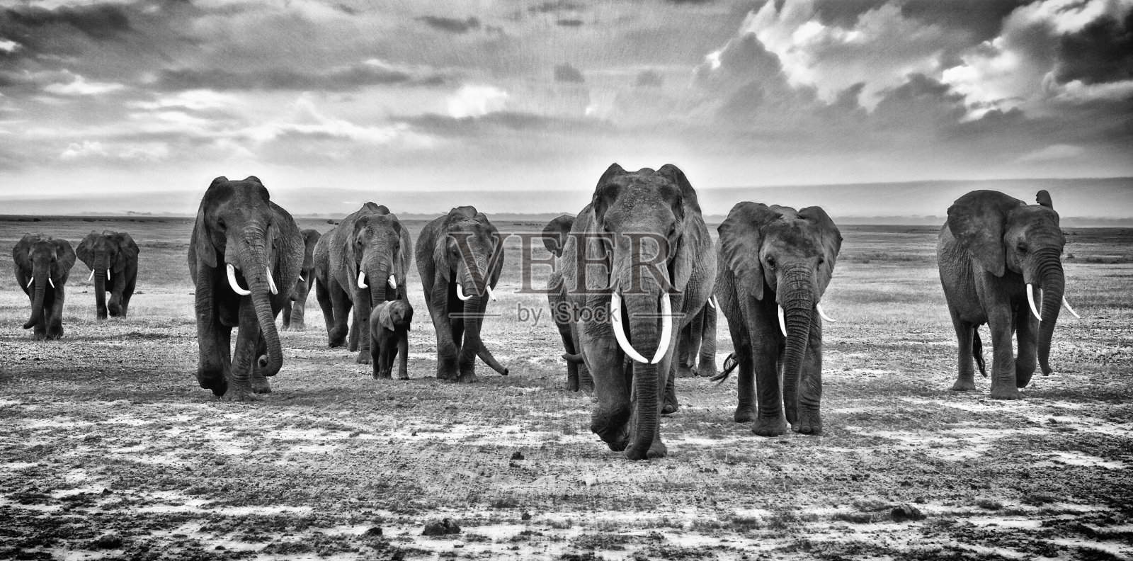 非洲大草原上行走的大象家族照片摄影图片
