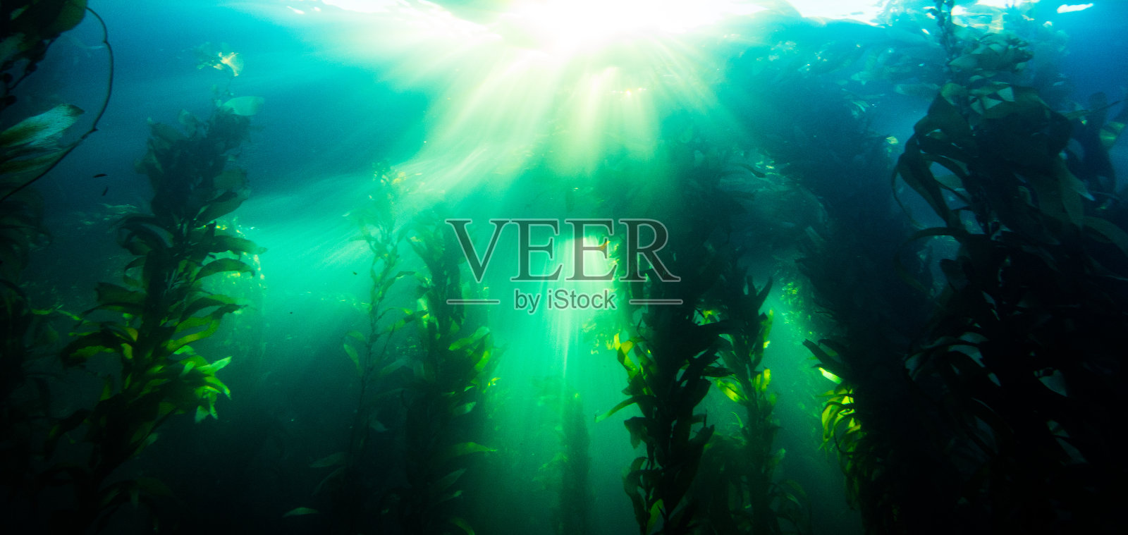 加州巨藻中的水下光线照片摄影图片
