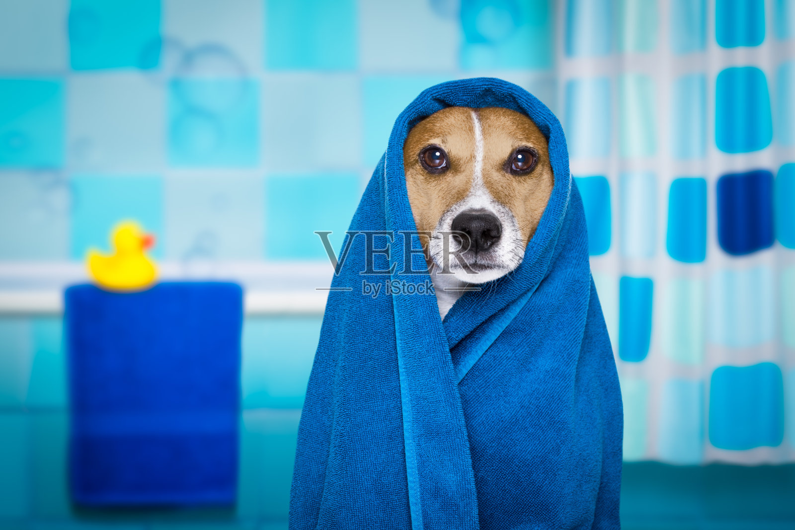狗在淋浴或健康水疗照片摄影图片