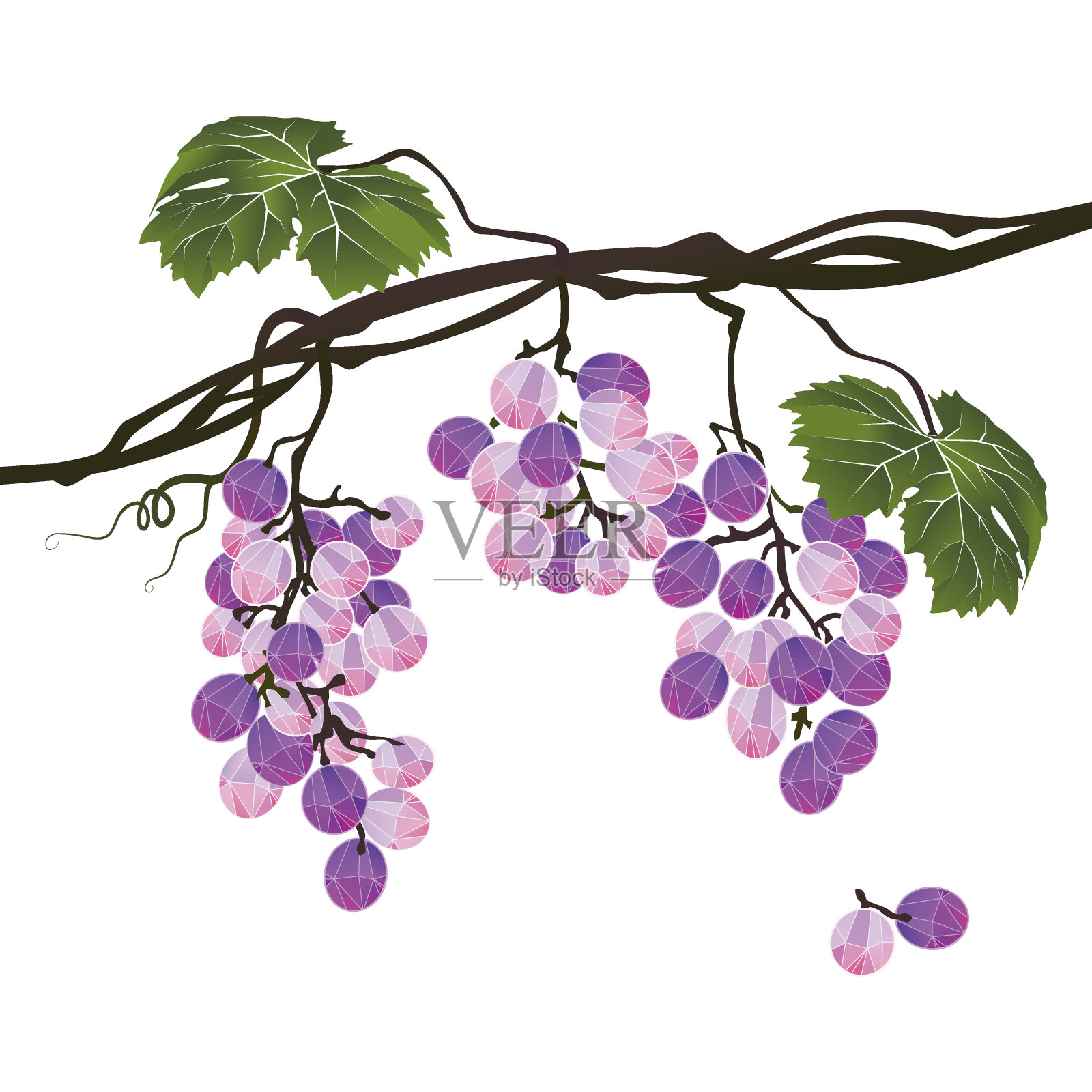 在白色背景上的紫色葡萄的风格化的多边形分枝设计元素图片