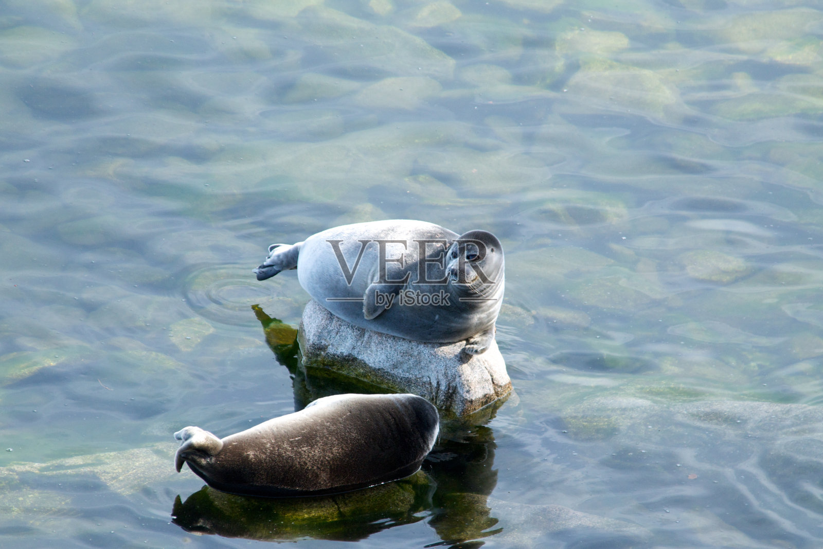 贝加尔湖海豹nerpa照片摄影图片