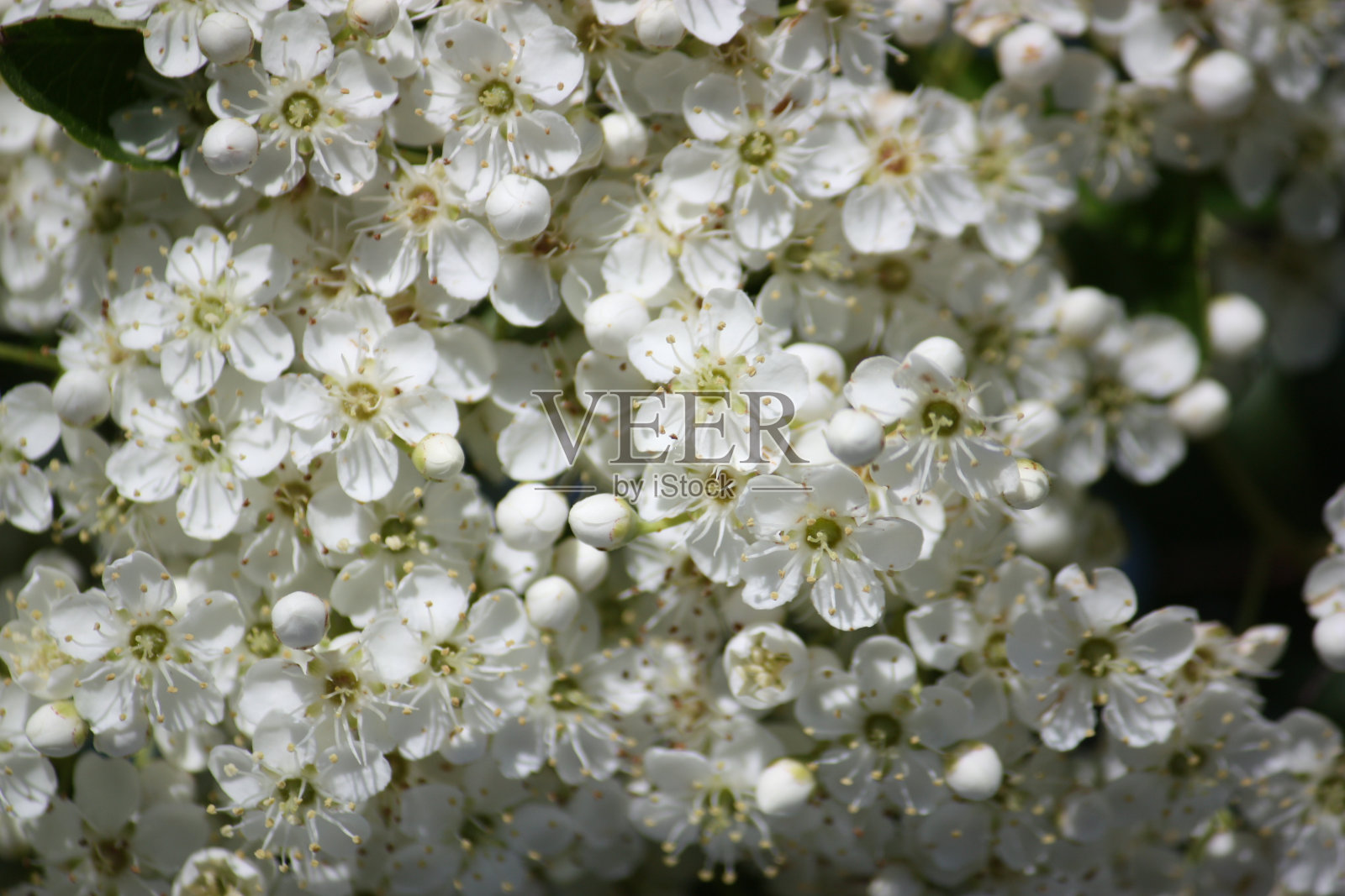 山楂的白色花照片摄影图片