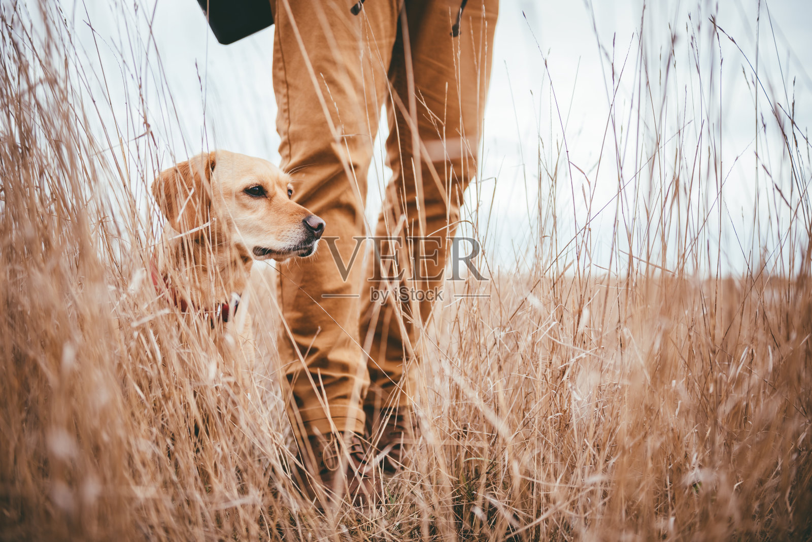 草原上的徒步旅行者和狗照片摄影图片