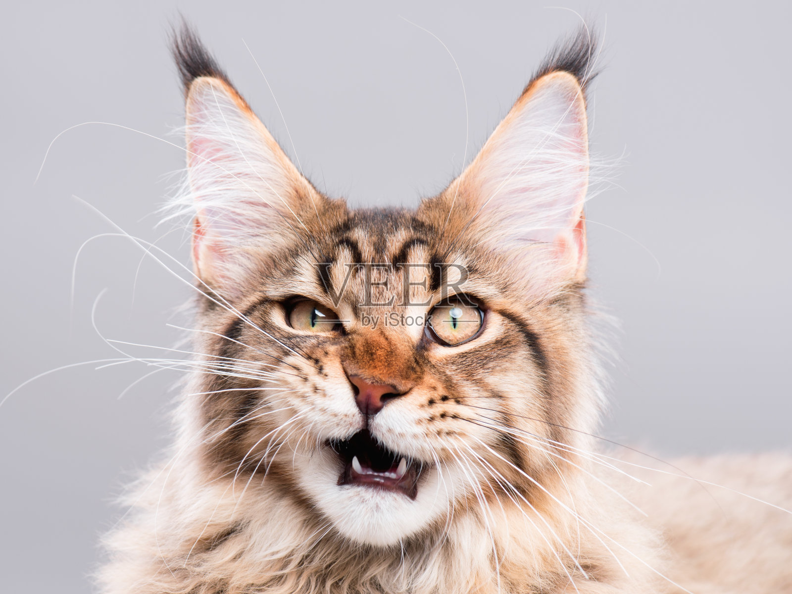 缅因猫的肖像照片摄影图片