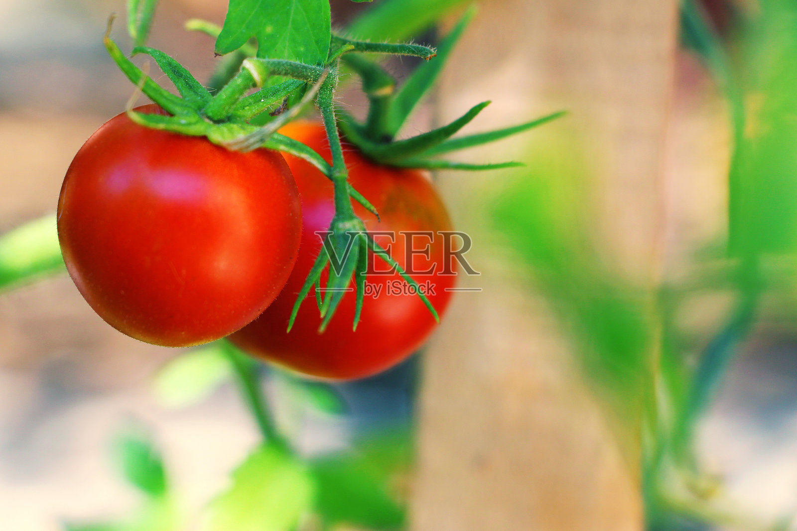 番茄花园照片摄影图片