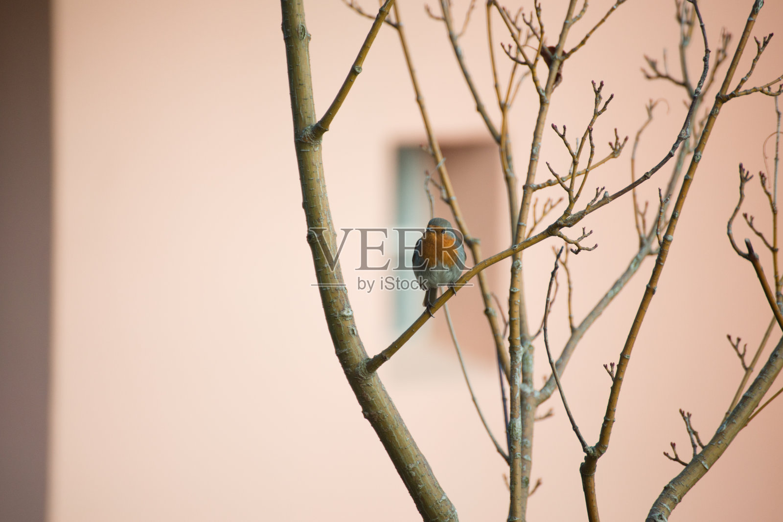 冬天的鸟-白鹡鸰和知更鸟照片摄影图片