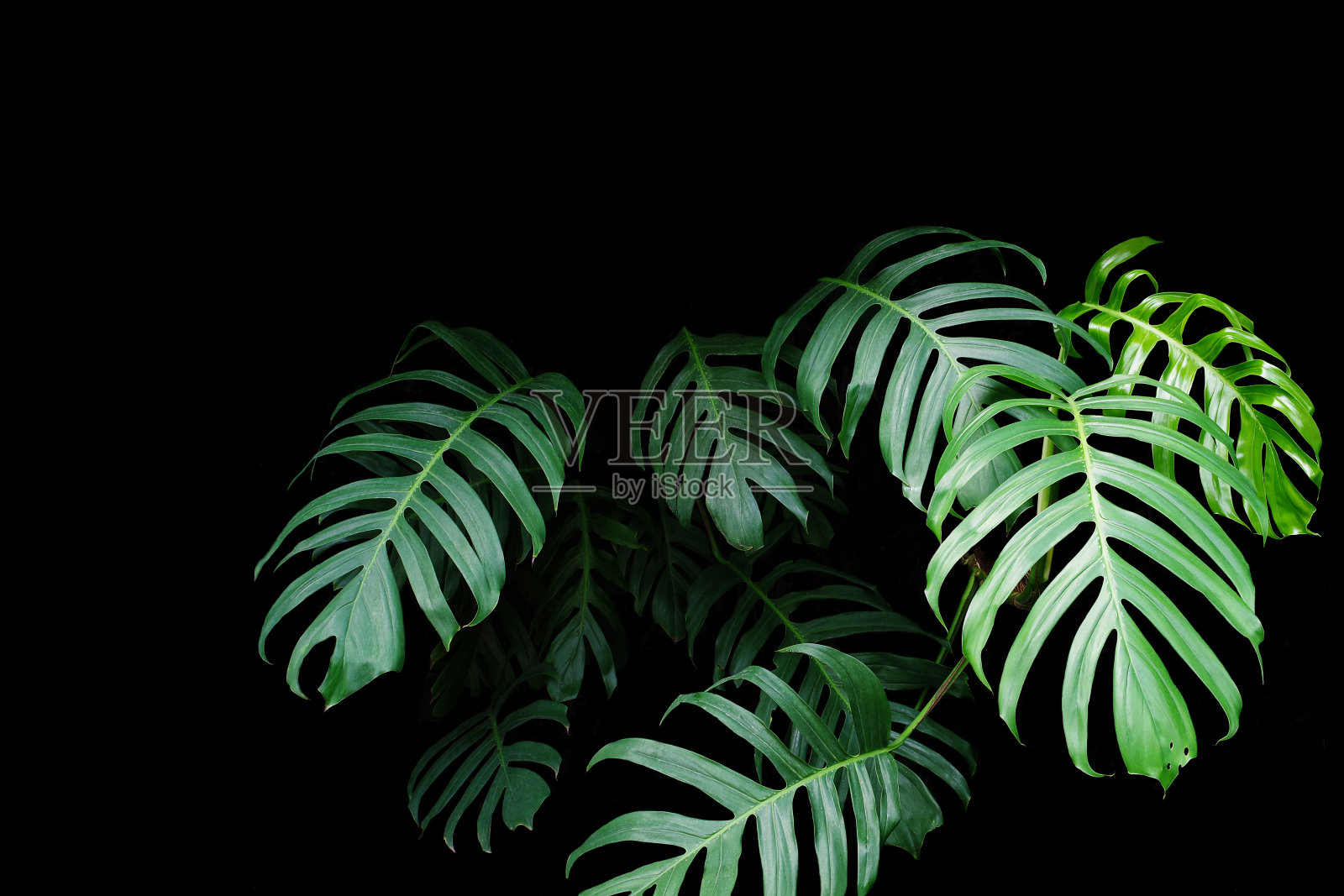 生长在野生森林里的一种植物的绿叶照片摄影图片