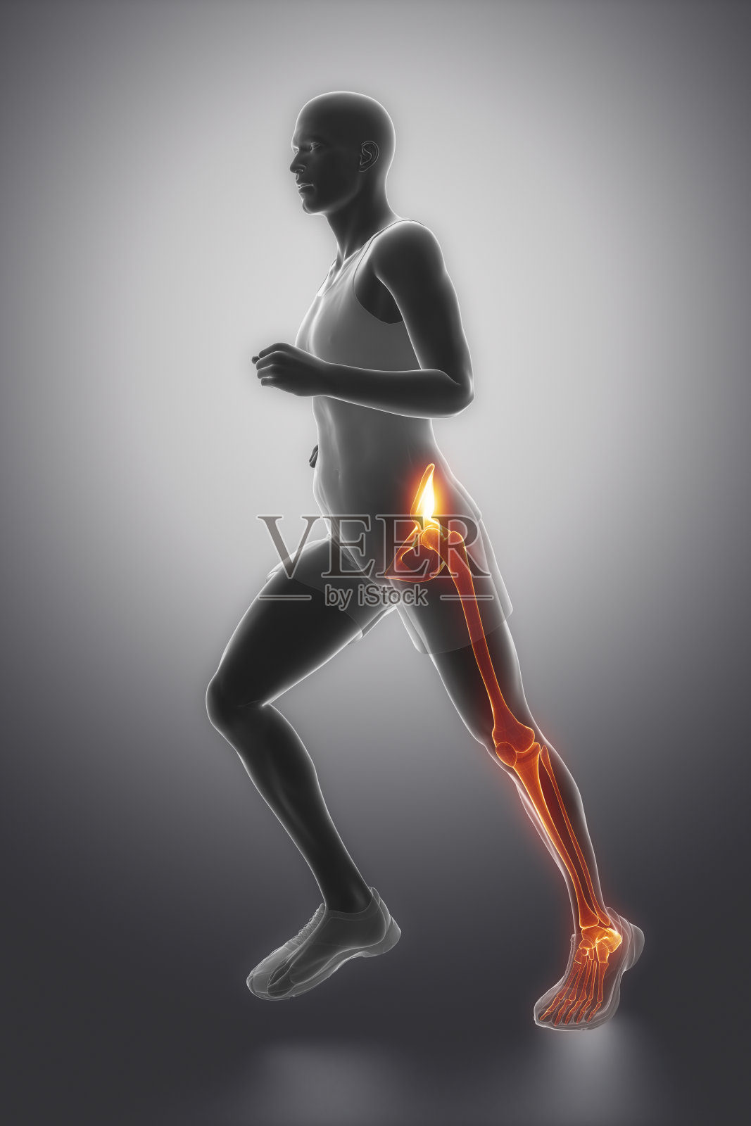 髋关节、踝关节和膝关节的解剖照片摄影图片