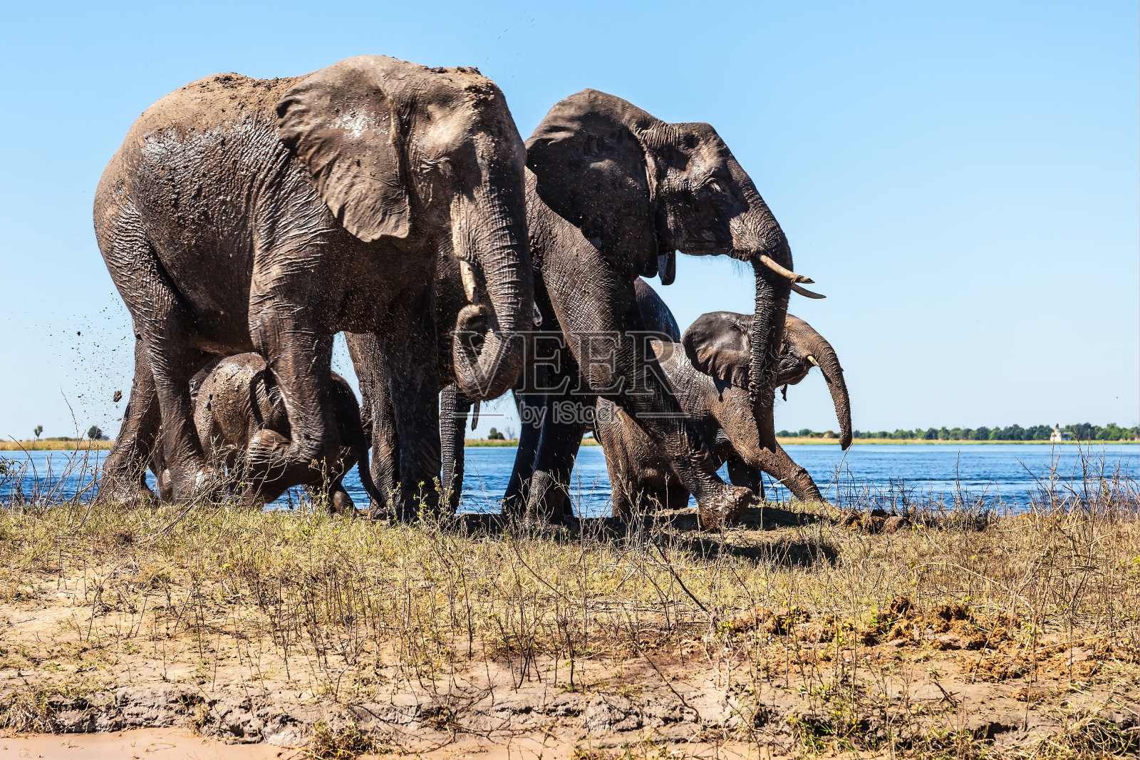 有两只小象的大象家族照片摄影图片