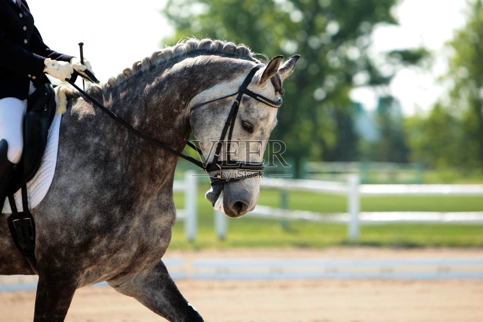 漂亮的斑纹灰色盛装舞步马照片摄影图片