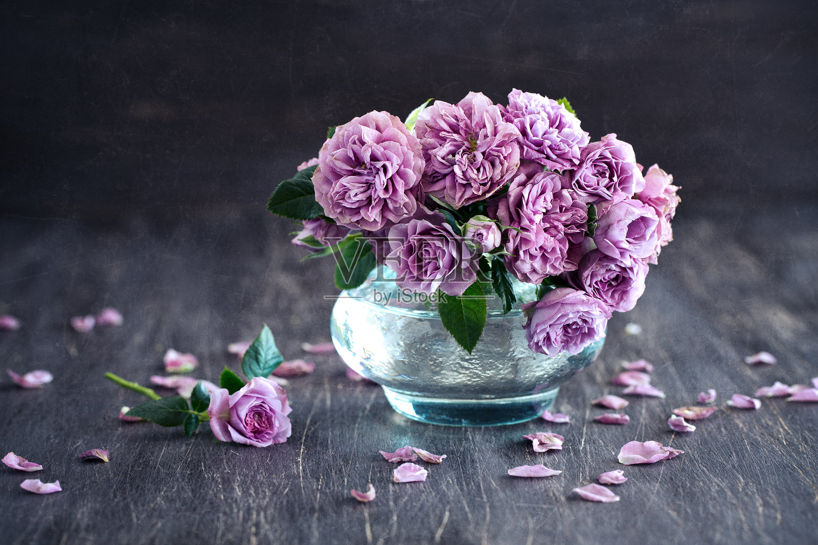 美丽清新的紫玫瑰照片摄影图片