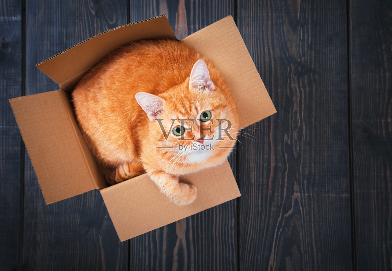纸板箱里可爱的红猫。照片摄影图片