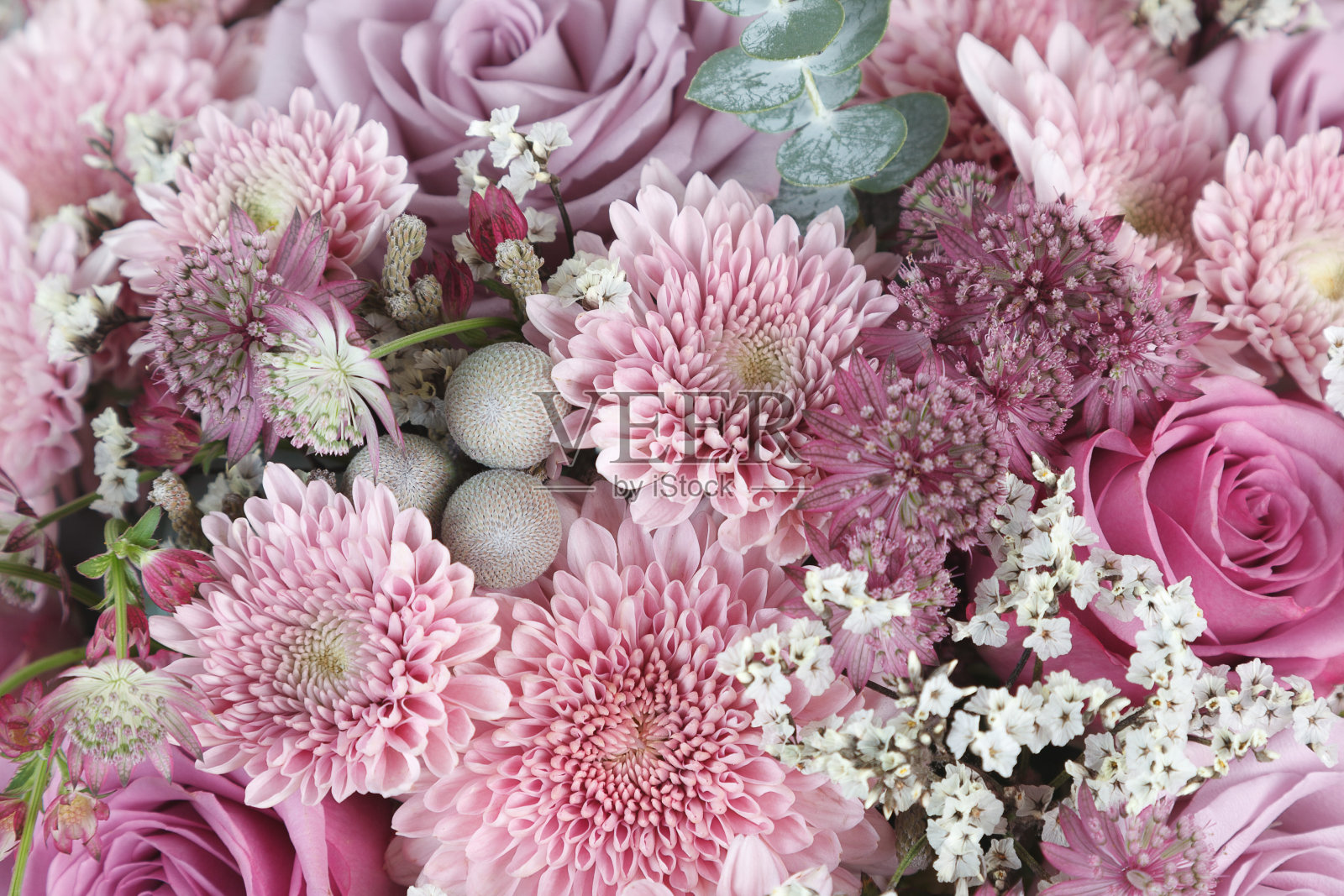 粉红色菊花、玫瑰和紫菀花为背景照片摄影图片