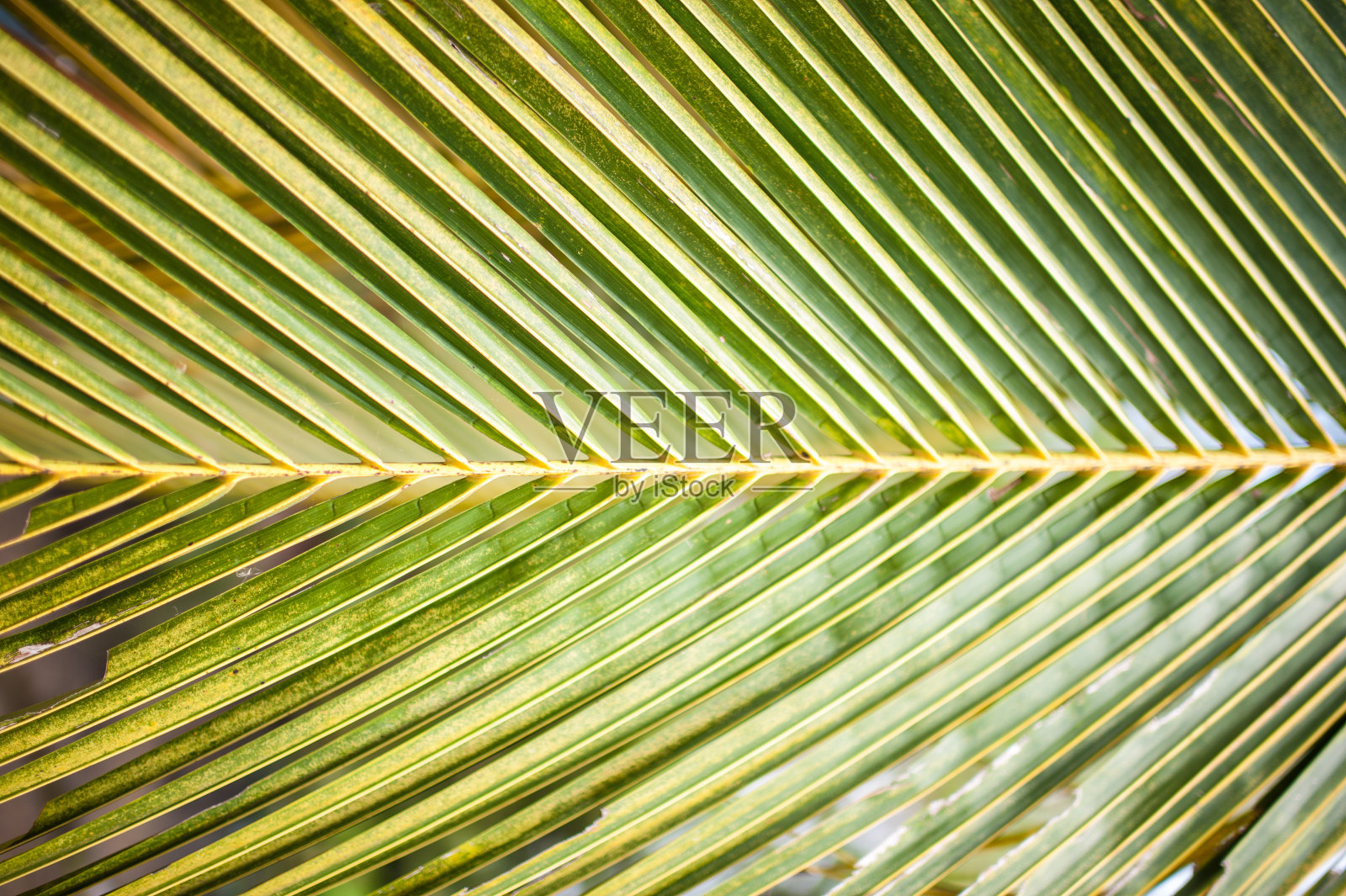 椰子树叶的绿色照片摄影图片