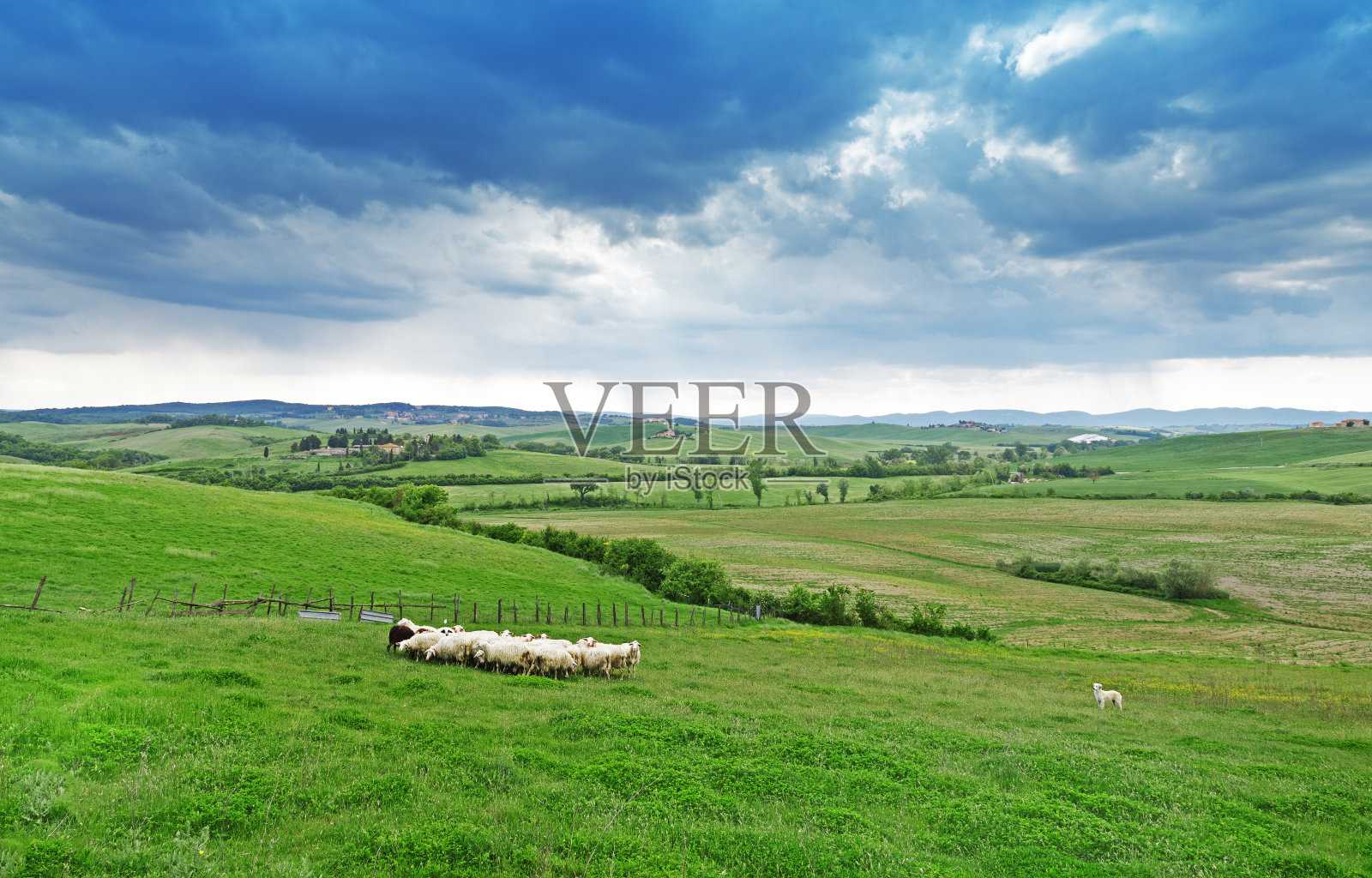 托斯卡纳乡村景观，羊群在绿色山谷中吃草。照片摄影图片