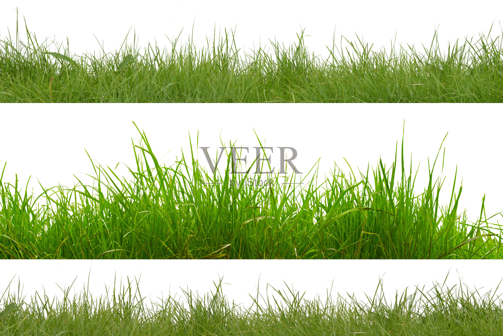 绿草孤立在白色的背景上。插画图片素材