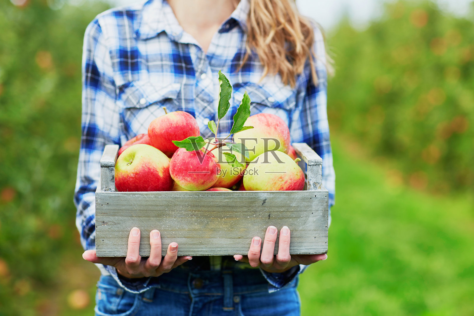 一个女人在农场里抱着一箱成熟的有机苹果照片摄影图片