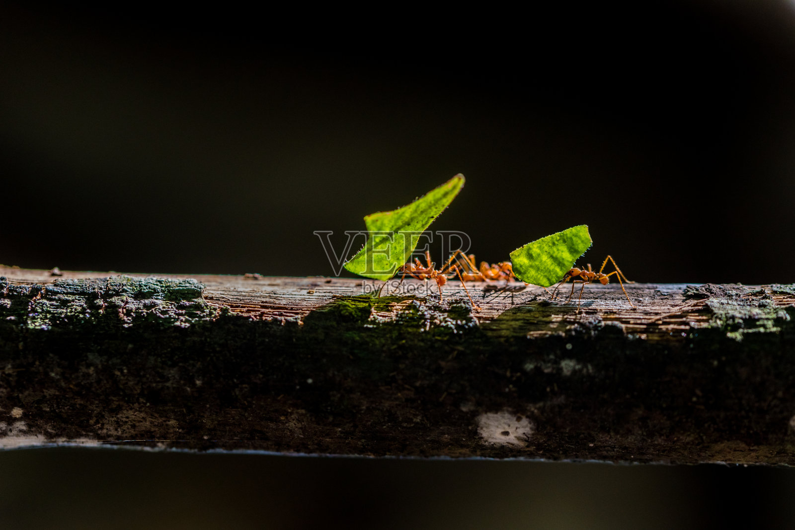 蚂蚁在自然界中携带树叶照片摄影图片