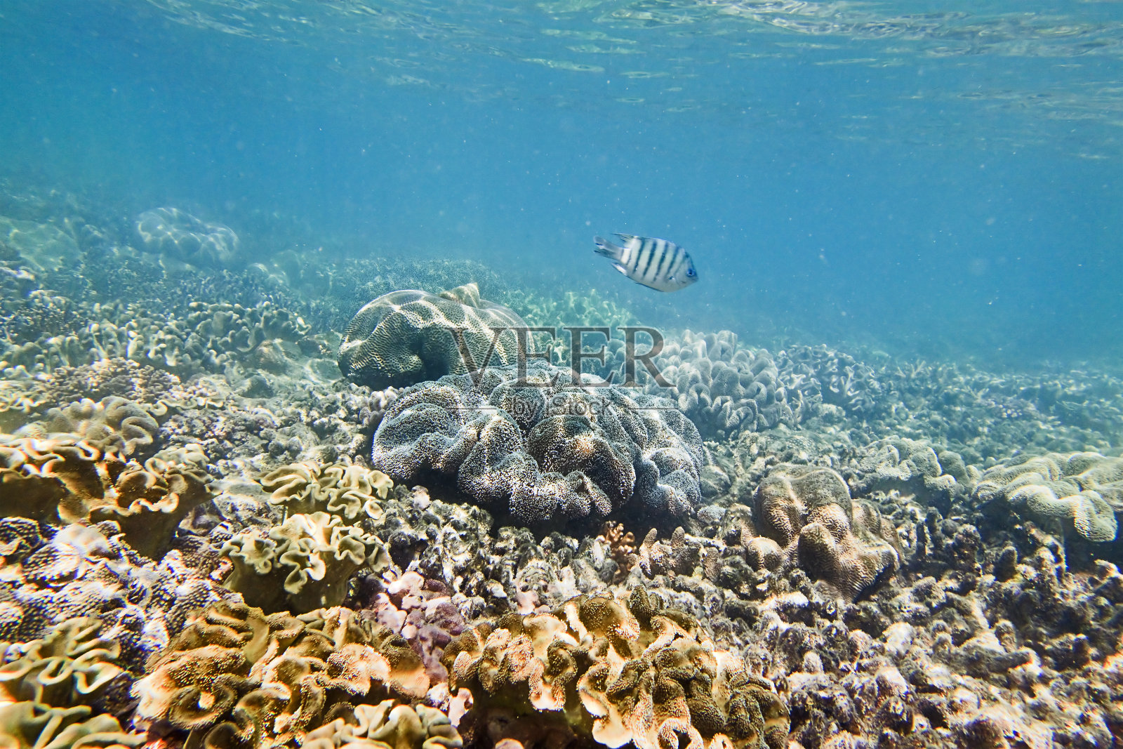 珊瑚1鱼照片摄影图片