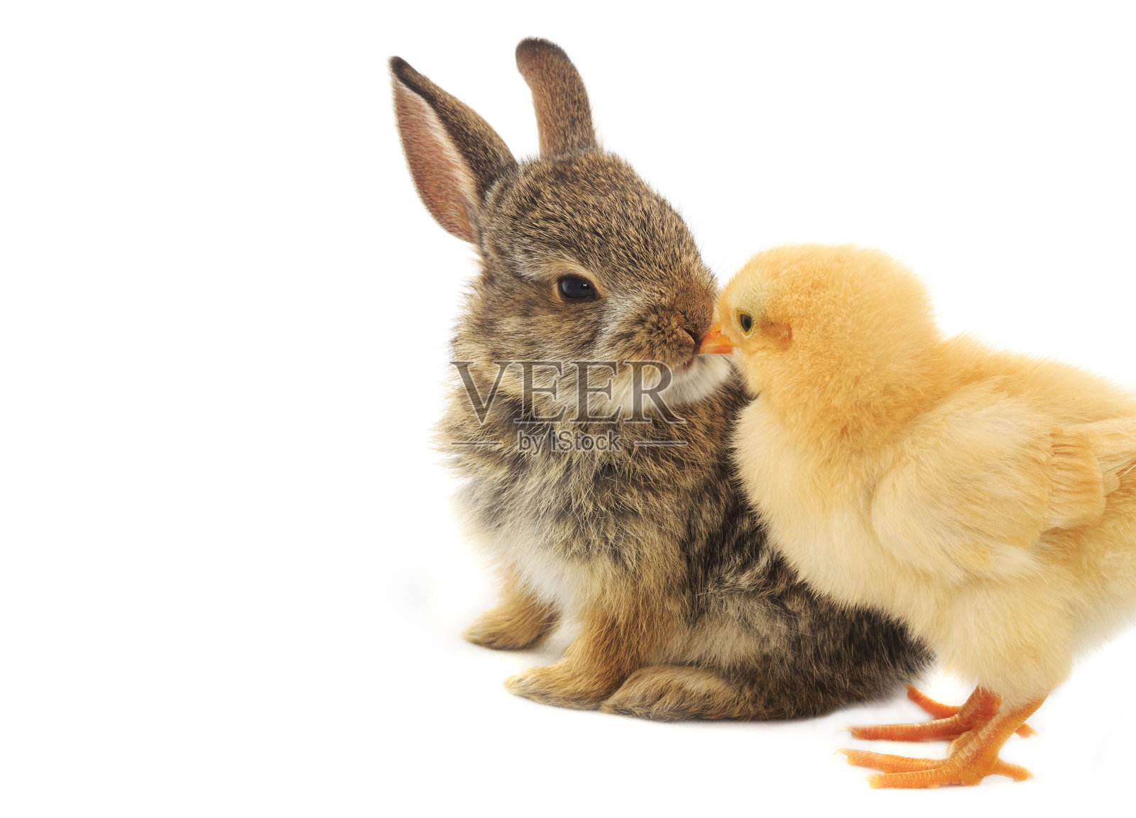 兔子和小鸡照片摄影图片