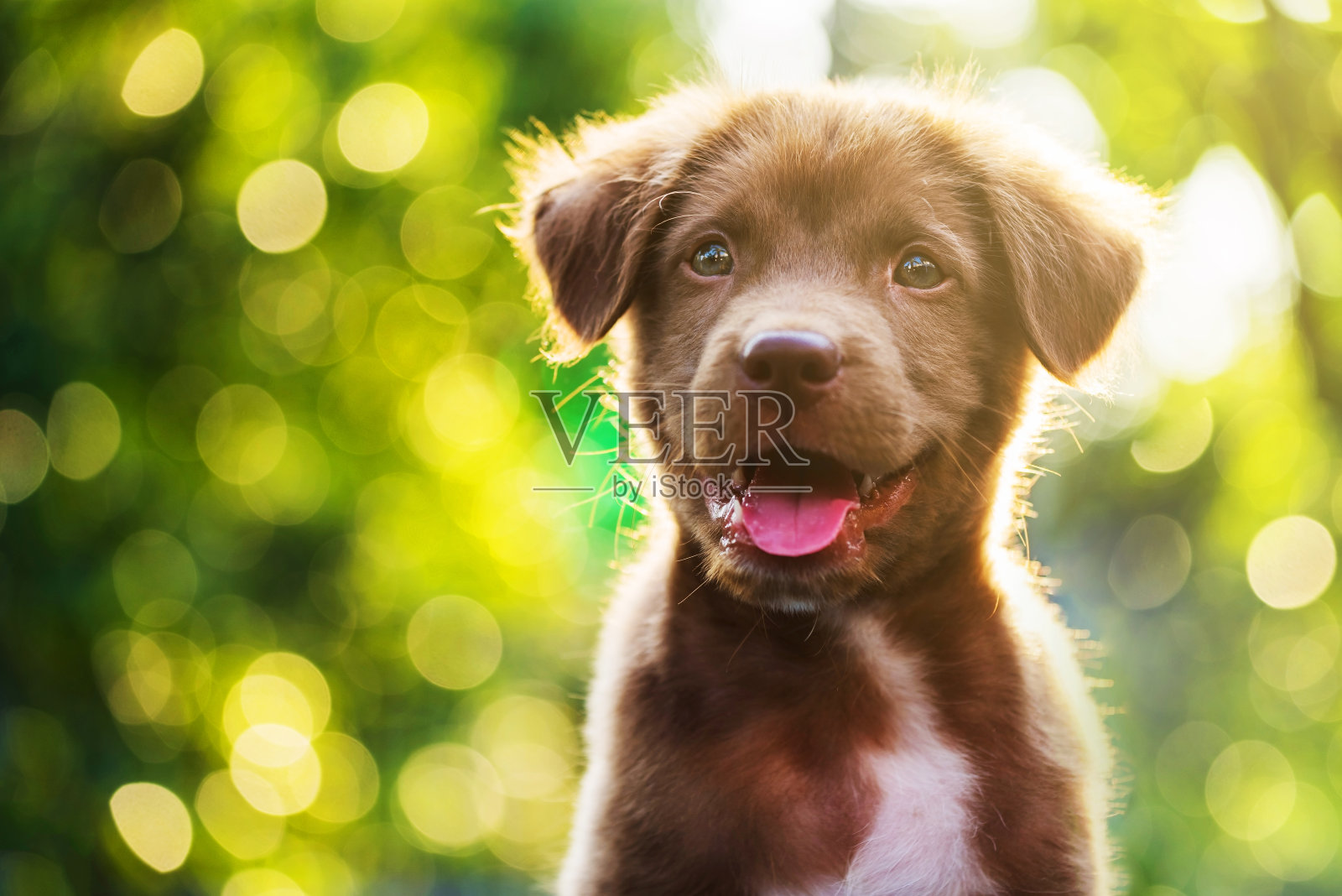 肖像棕色可爱的拉布拉多寻回小狗与日落散画抽象照片摄影图片