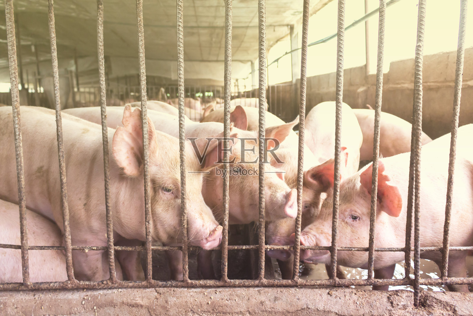 瘦肉猪在一个农场，特写照片照片摄影图片