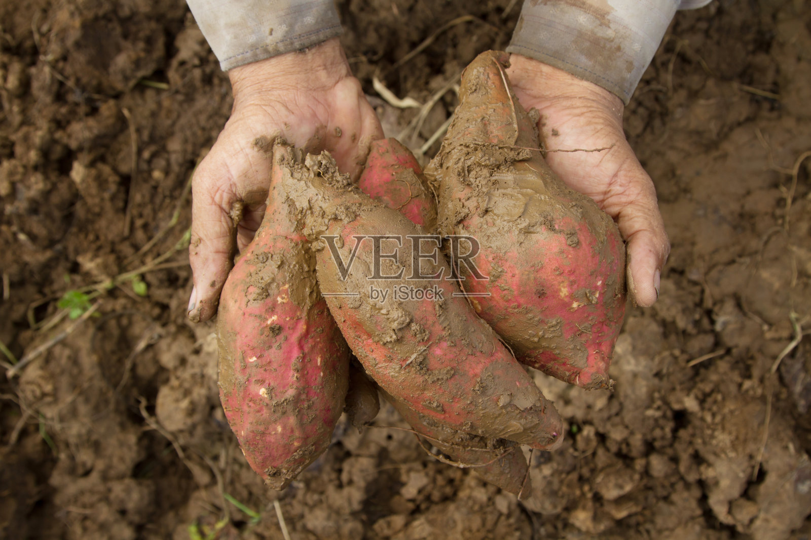 红薯和农民手照片摄影图片