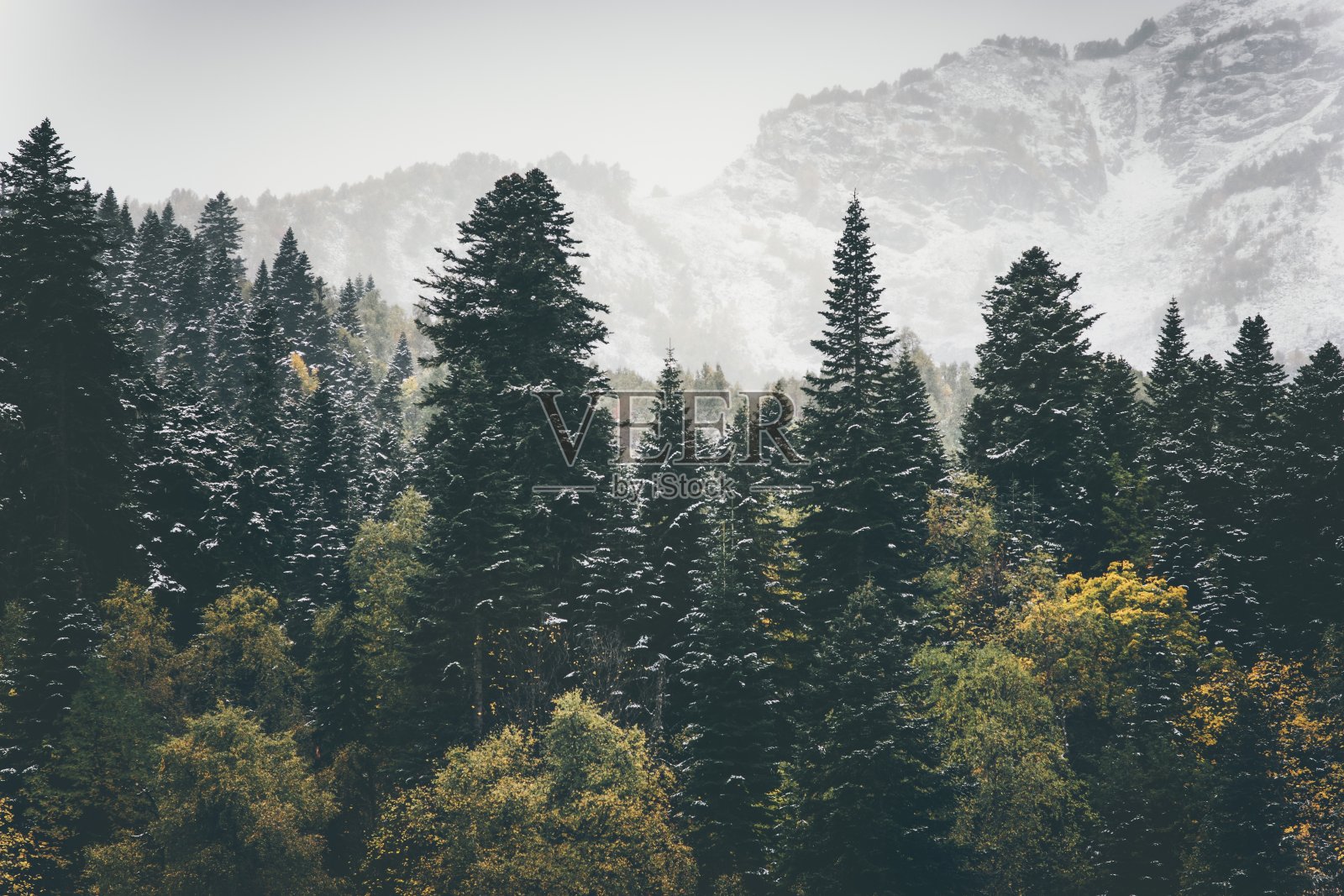 针叶林景观山的背景旅游照片摄影图片