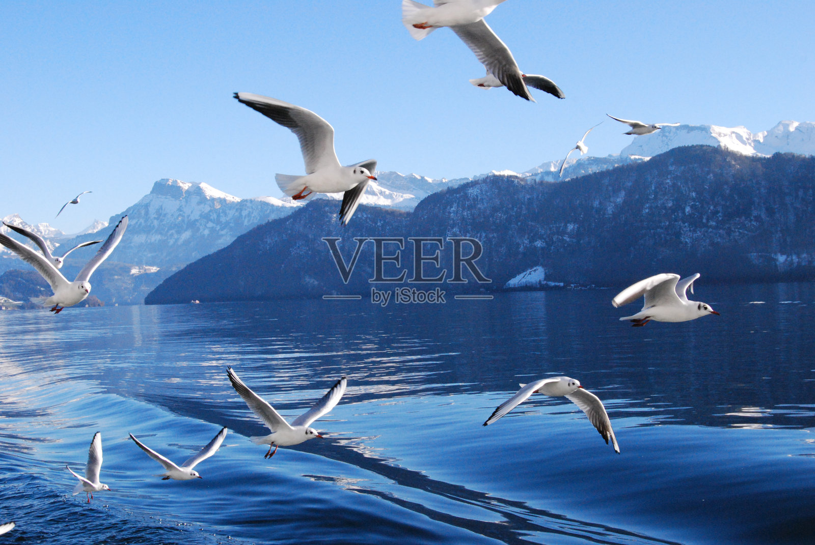 瑞士卢塞恩湖上的海鸥照片摄影图片