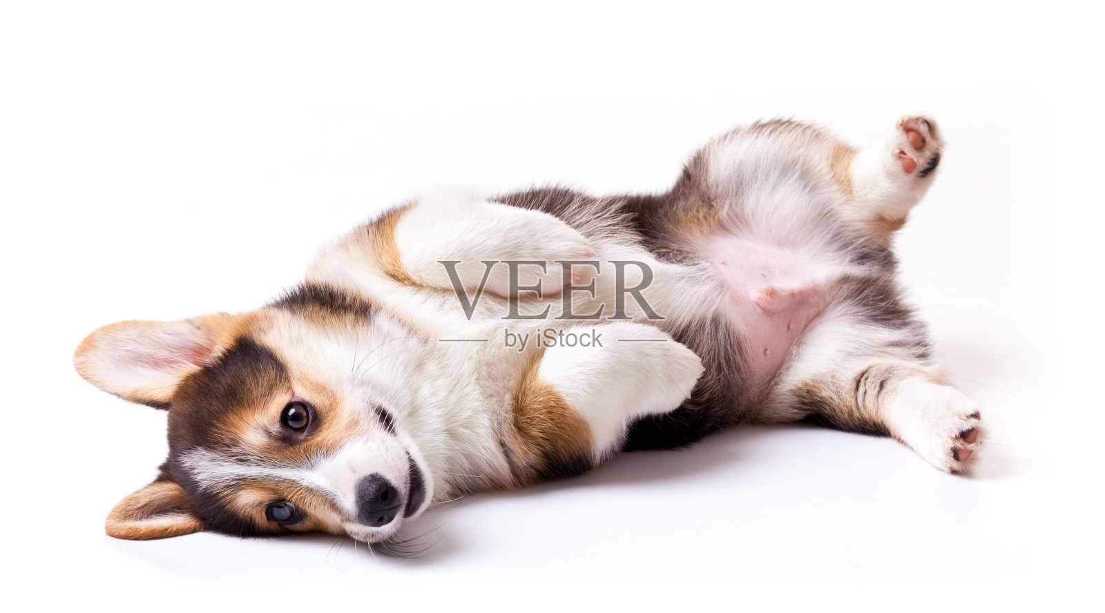 彭布罗克的威尔士柯基犬照片摄影图片