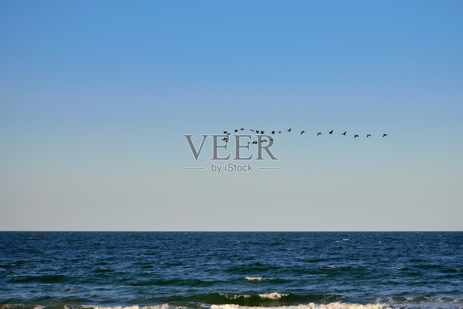 鸟在亚速海上空成群结队照片摄影图片