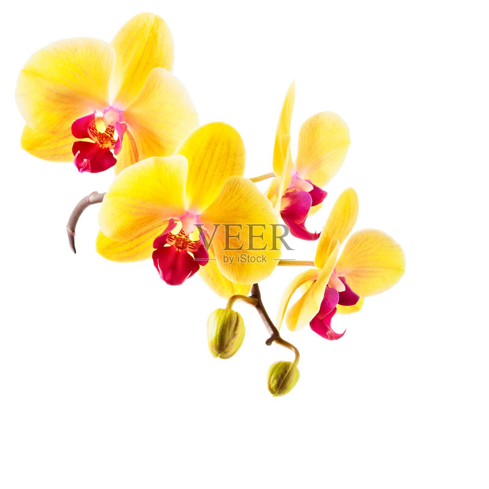 黄色的兰花花朵照片摄影图片