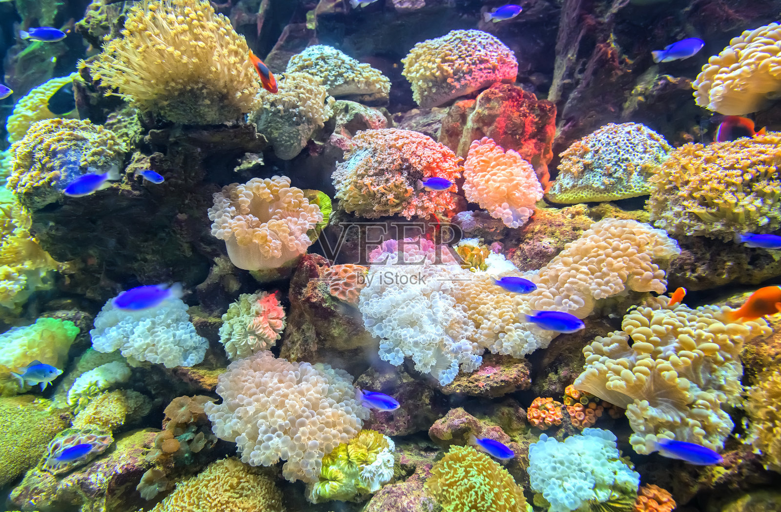珊瑚生态系统水族馆照片摄影图片