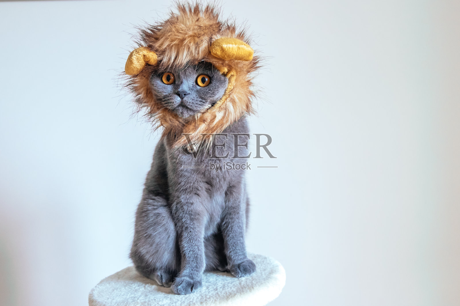 可爱的小猫装扮成狮子照片摄影图片