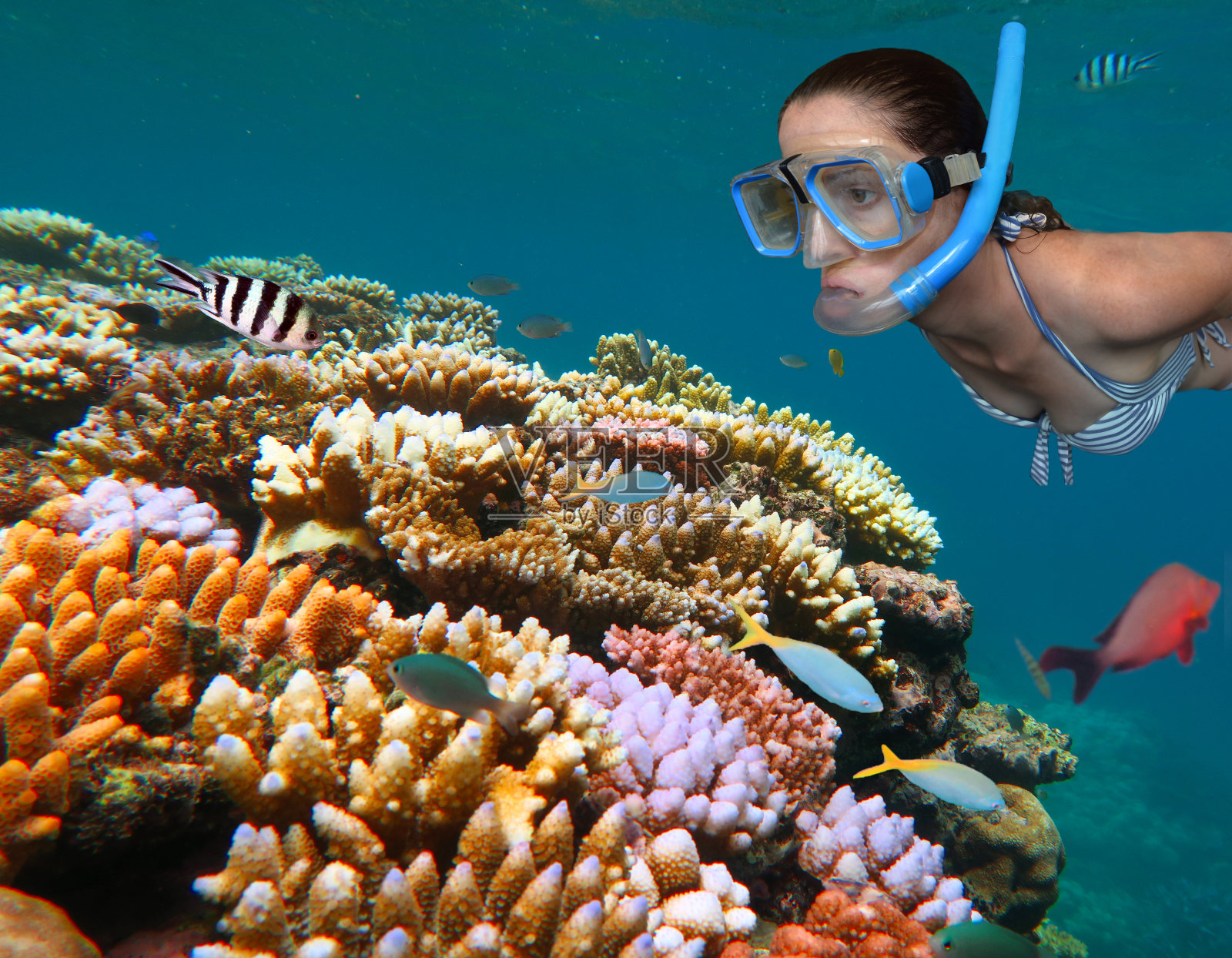 年轻女子浮潜在大堡礁昆士兰澳大利亚照片摄影图片