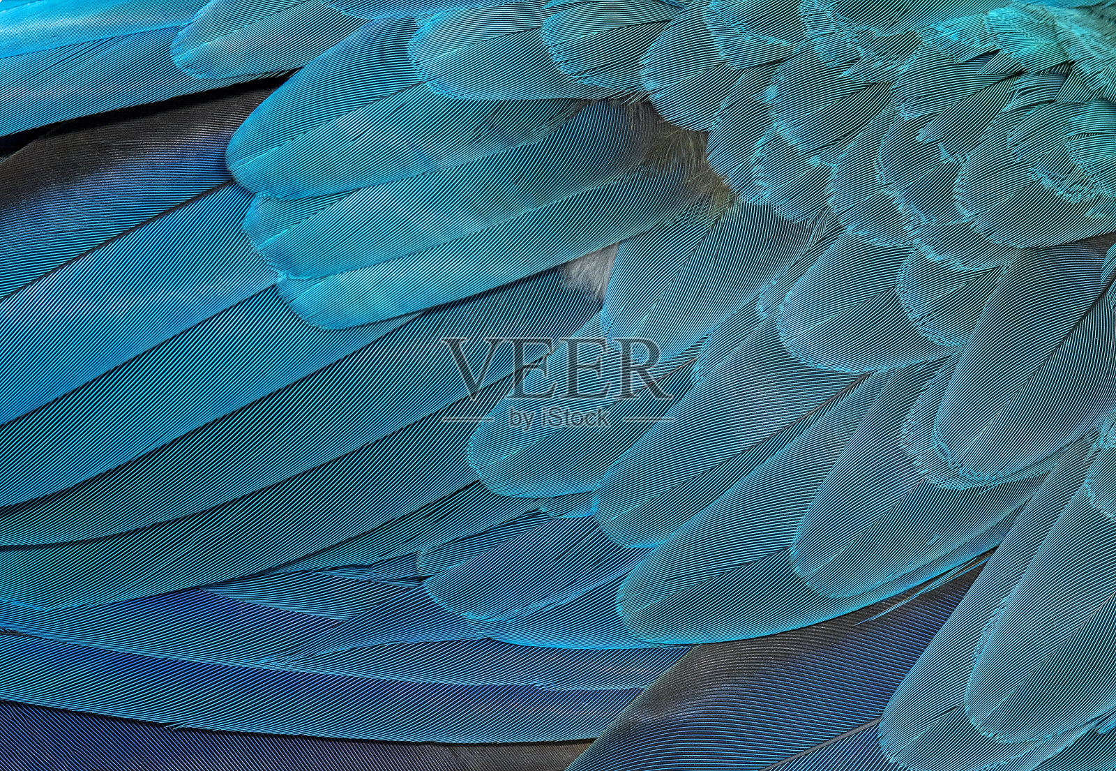 美丽的羽毛金刚鹦鹉照片摄影图片
