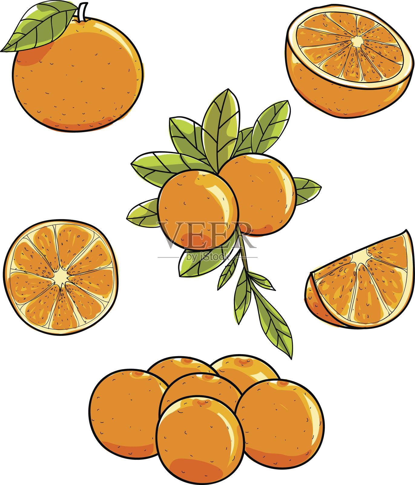 橙色水果矢量手绘在白色背景插图设计元素图片